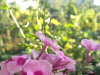 IMG 20160807 075928
